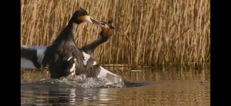 Great crested grebe (Podiceps cristatus cristatus) as shown in Wild Isles - Freshwater